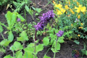 salvia verticillata